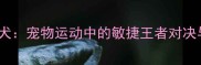 贵宾犬vs斗牛犬宠物运动中的敏捷王者对决与训练技巧全