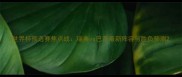 世界杯预选赛焦点战瑞典vs巴西最新阵容与胜负预测