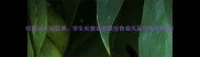 校园羽毛球联赛学生创意造型展现青春风采与体育精神
