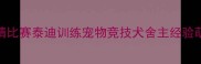 西提猜比赛泰迪训练宠物竞技犬舍主经验萌宠日常